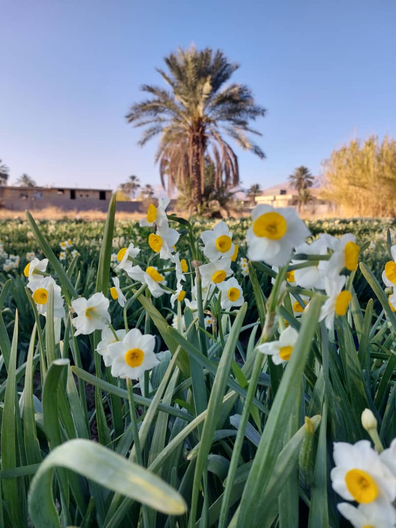 اردوی یک روزه نرگس زار خفر شیراز